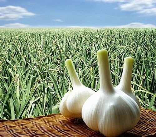 大蒜精油.jpg