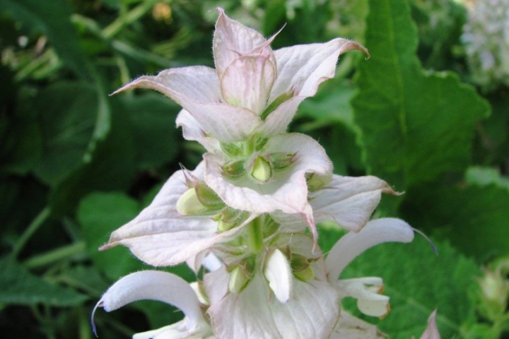 快乐鼠尾草 clary sage-Salvia Sclarea 11.jpg