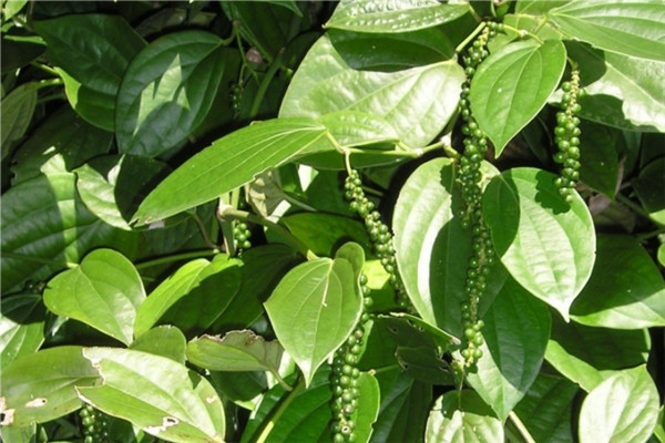 黑胡椒 black pepper-Peper Nigrum 11.jpg