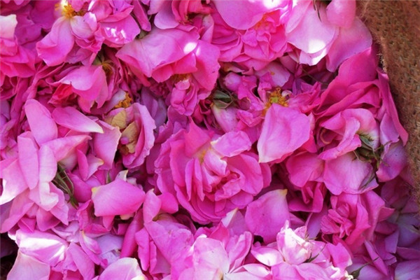 大马士革玫瑰-保加利亚玫瑰Damask Rose-Bulgarian Rose-Rosa Damascena 44.jpg