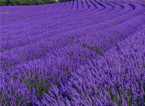 醒目薰衣草 lavandin super-Lavandula X Burnati 21.jpg