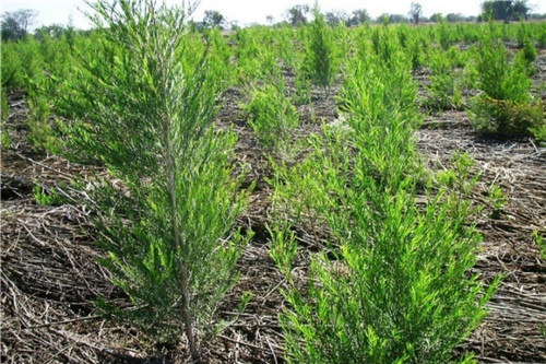 茶树 tea tree-Melaleuca Alternifolia 11.jpg