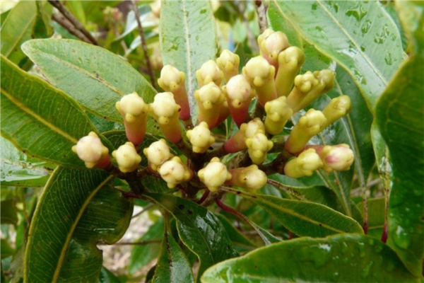丁香花苞 CLOVE BUD-Eugenia Caryophyllus 22.jpg