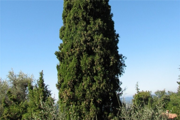 丝柏 cypress-Cupressus Sempervirens 33.jpg