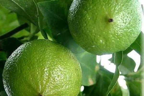 佛手柑 bergamot-Citrus Aurantium Bergamia.jpg