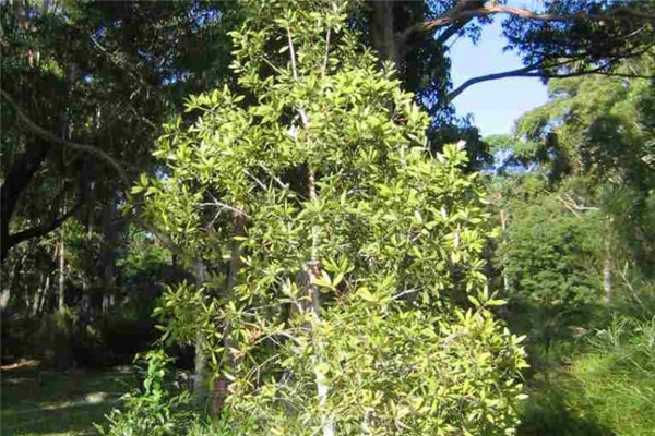 绿花白千层 niaouli-Melaleuca Viridiflora22.jpg