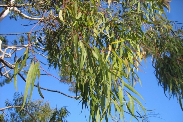 柠檬尤加利 eucalyptus lemon-Eucalyptus Citriodora 22.jpg