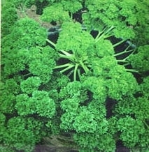 欧芹.jpg