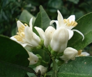 苦橙 花.jpg