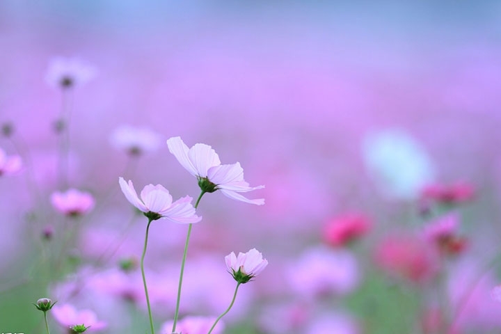 花2.jpg