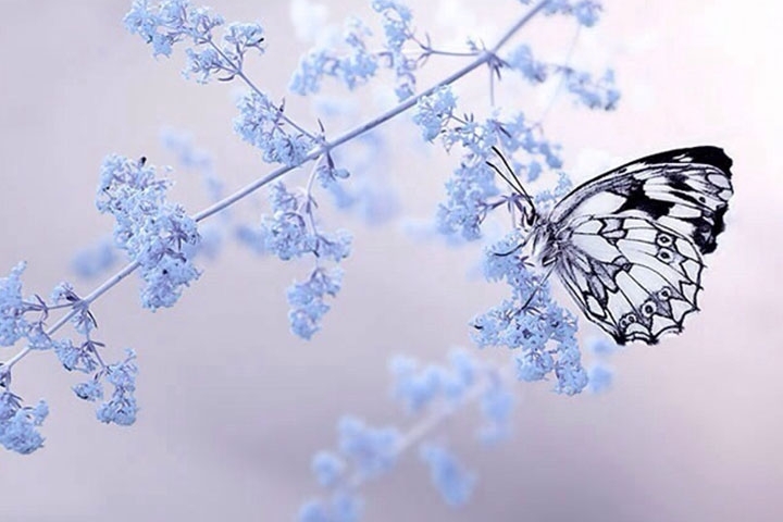花.jpg