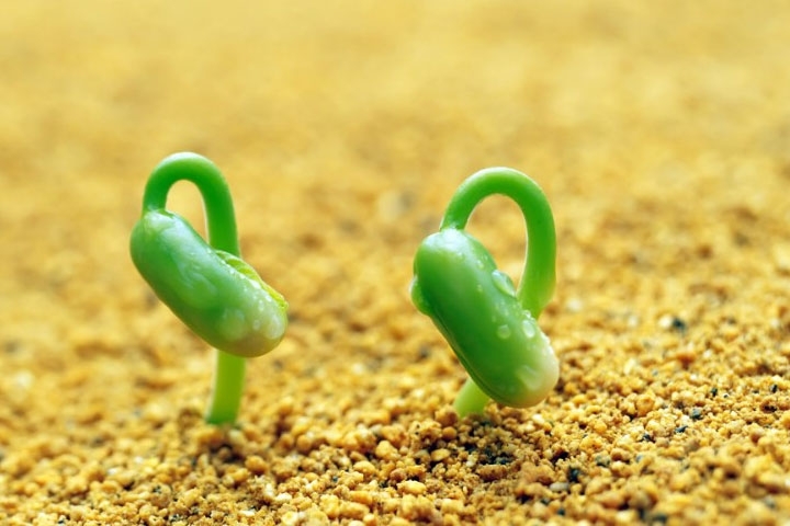 植物.jpg