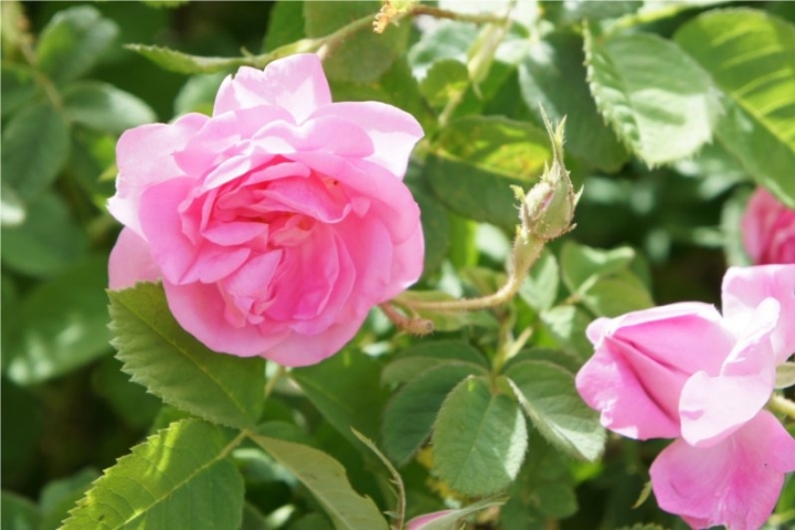 大马士革玫瑰-保加利亚玫瑰Damask Rose-Bulgarian Rose-Rosa Damascena 33.jpg