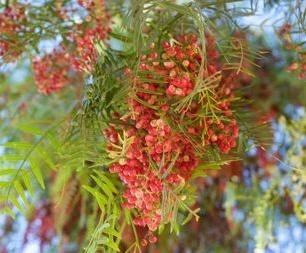 黑胡椒11.jpg