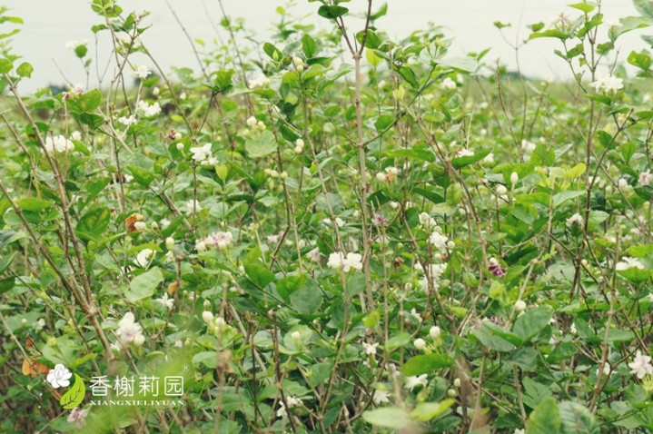 茉莉花田