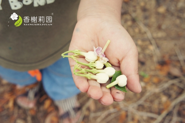 采摘茉莉鲜花