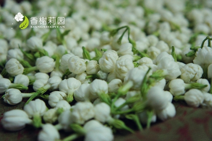 茉莉花苞