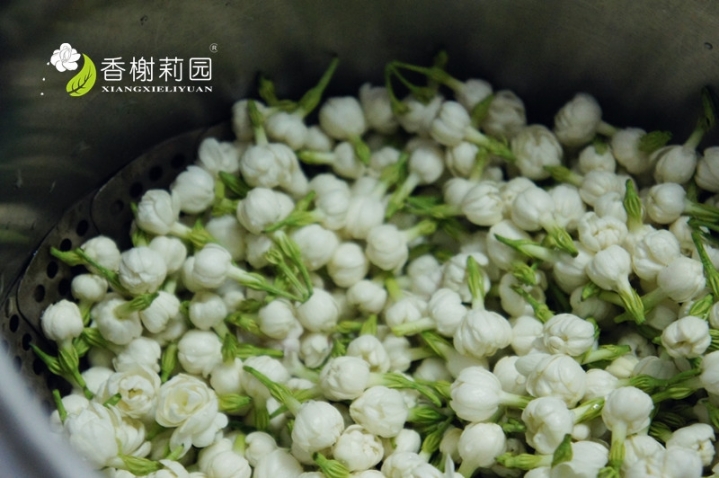 茉莉纯露