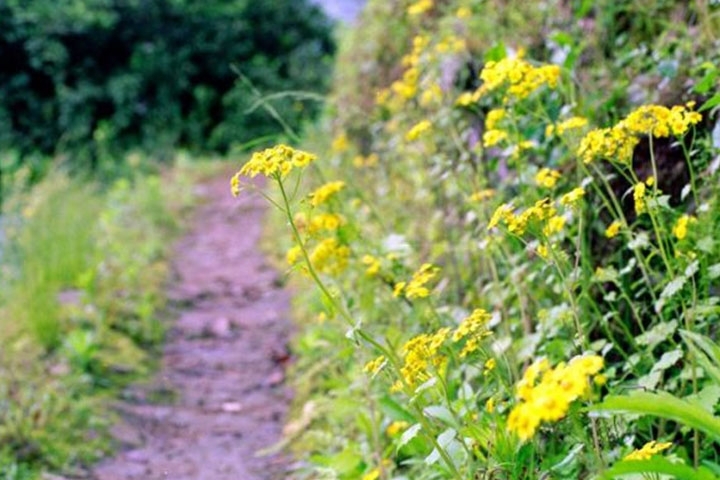 路边的野花.jpg