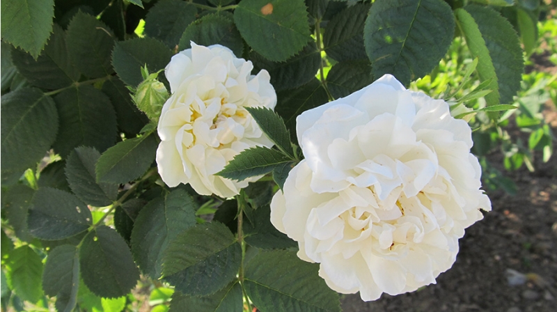 白玫瑰rose-plantation.jpg