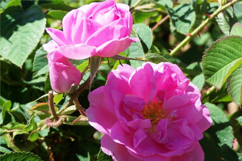 大马士革玫瑰-保加利亚玫瑰Damask Rose-Bulgarian Rose-Rosa Damascena .jpg