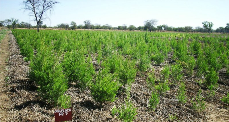 茶树 tea tree-Melaleuca Alternifolia.jpg