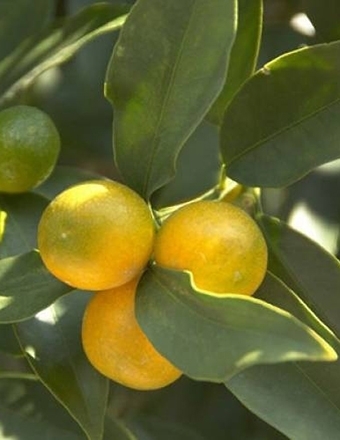 yuzu fruit-Citrus junos.jpg